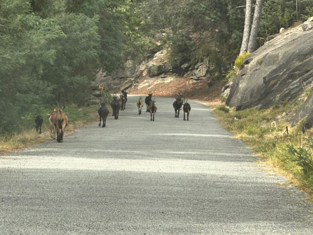 A herd of goats wandering along a quiet mountain road